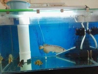金龍魚用什么過濾器材最好（金龍魚用什么過濾器材）