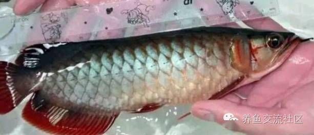 龍魚靠什么辨別食物真假，龍魚如何辨別食物的真假