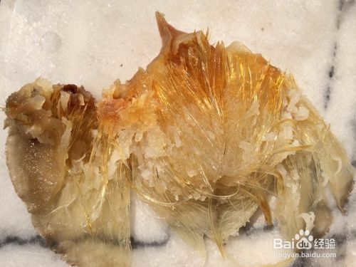 龍魚靠什么辨別食物真假，龍魚如何辨別食物的真假