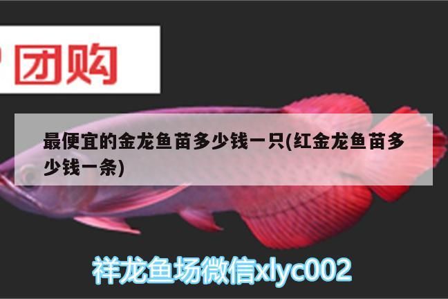 龍貓和貓哪個更有趣，龍貓與貓的趣味對比 龍貓和貓哪個更有趣，龍貓與貓的趣味對比 龍魚百科 第1張