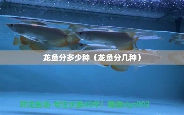 龍魚怎么分類，龍魚的分類以及養殖技巧有哪些如何辨別龍魚品種真偽 龍魚怎么分類，龍魚的分類以及養殖技巧有哪些如何辨別龍魚品種真偽 龍魚百科 第5張