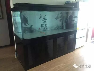 50厘米魚缸養龍魚多大：50厘米寬的魚缸適合養龍魚嗎？