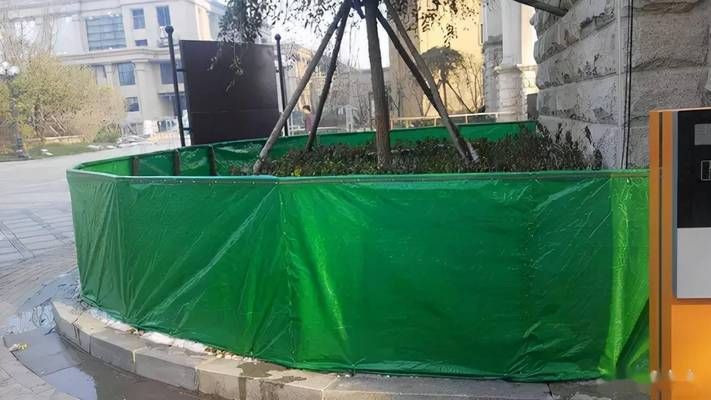 鸚鵡魚銀龍魚接二連三的死是什么原因：購(gòu)買龍魚苗的途徑