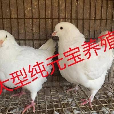 鸚鵡魚銀龍魚接二連三的死是什么原因：購(gòu)買龍魚苗的途徑