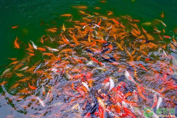 龍魚喂養(yǎng)顆粒飼料怎么喂的，如何喂養(yǎng)龍魚顆粒飼料