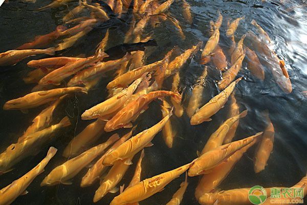 龍魚喂養(yǎng)顆粒飼料怎么喂的，如何喂養(yǎng)龍魚顆粒飼料