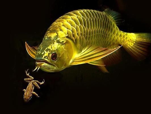金龍魚(yú)金線(xiàn)在什么地方，關(guān)于金龍魚(yú)金線(xiàn)的介紹