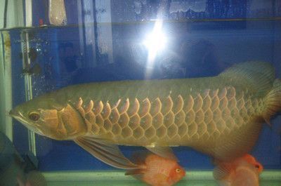 龍魚查詢真偽怎么查詢，如何辨別龍魚證書真偽,聯系漁場驗證龍魚身份流程
