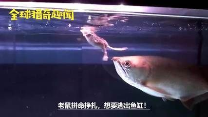 龍魚咬魚怎么辦，龍魚咬魚后的急救措施是由于多種原因引起的，如何解決