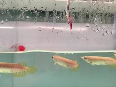 如何挑選紅龍魚苗圖解，紅龍魚苗發色過程詳解