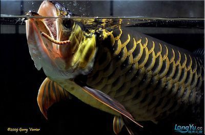 龍魚吃大麥蟲嗎，龍魚可以吃大麥蟲嗎 龍魚吃大麥蟲嗎，龍魚可以吃大麥蟲嗎 龍魚百科 第6張