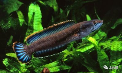 哪個(gè)品種的雷龍魚好看又便宜，既好看又便宜的雷龍魚品種