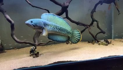 雷龍魚品相怎么看（判斷雷龍魚的品相需要綜合考慮多個方面雷龍魚的品相）