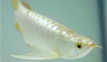 龍魚暴斃原因分析圖，龍魚暴斃的主要原因