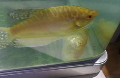 龍魚暴斃原因分析圖，龍魚暴斃的主要原因