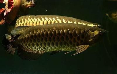 有哪些食物可以替代面包蟲作為龍魚零食？（龍魚替代面包蟲的幾種方式）