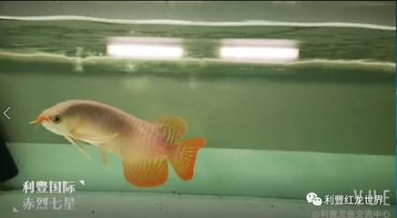 龍魚入缸幾天換水，如何判斷龍魚水質(zhì)適宜，龍魚換水的最佳時間點 龍魚入缸幾天換水，如何判斷龍魚水質(zhì)適宜，龍魚換水的最佳時間點 龍魚百科 第4張