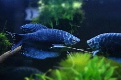 龍魚不愿意吃食怎么辦，龍魚不愿意吃東西怎么辦 龍魚不愿意吃食怎么辦，龍魚不愿意吃東西怎么辦 龍魚百科 第5張