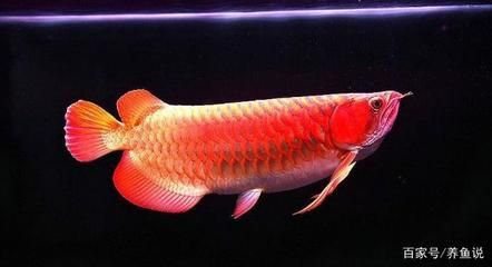 龍魚搭配招財魚好嗎怎么養活的，龍魚和招財魚可以混養但需要考慮多種因素以確保它們能夠和諧共處