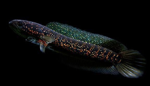 雷龍魚哪個品種最好，雷龍魚中最受歡迎的品種：紅龍魚與七彩雷龍的區別