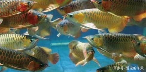 龍魚打架身體被咬爛多久恢復，如何判斷龍魚打架身體被咬爛的恢復時間 龍魚打架身體被咬爛多久恢復，如何判斷龍魚打架身體被咬爛的恢復時間 龍魚百科 第5張