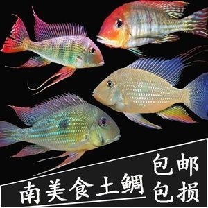 國內最大的龍魚市場排名第一：中國最大的龍魚市場