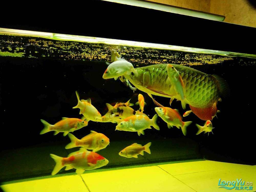 金龍魚(yú)缸價(jià)格多少合適，金龍魚(yú)缸價(jià)格一般多少錢(qián)