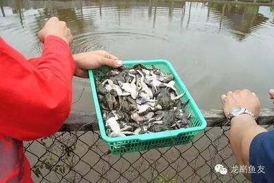 紅龍魚苗好養嗎怎么養，紅龍魚苗養殖常見誤區 紅龍魚苗好養嗎怎么養，紅龍魚苗養殖常見誤區 龍魚百科 第5張