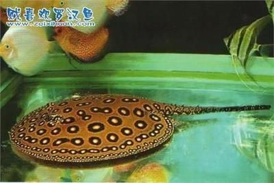 龍魚跟清道夫一起養 為什么清道夫死了龍沒有事，龍魚和清道夫一起養時清道夫死了而龍魚沒有事的原因