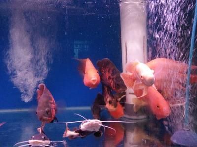 龍魚跟清道夫一起養 為什么清道夫死了龍沒有事，龍魚和清道夫一起養時清道夫死了而龍魚沒有事的原因