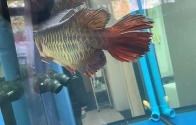 金龍魚口孵后死亡，金龍魚口孵后死亡可能由多種因素引起金龍魚抱卵后的生存幾率