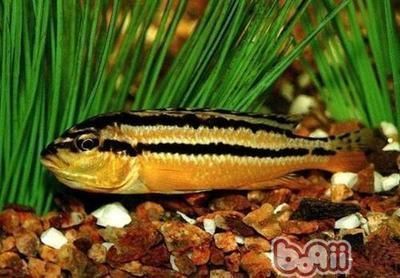 龍魚死的原因：導致龍魚死亡的原因有哪些？