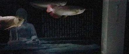 龍魚燈白天開還是晚上開好：龍魚燈開閉時間，有幾個關鍵點需要注意，龍魚燈白天開還是晚上開好