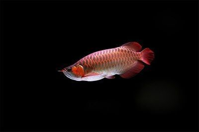 紅龍魚性格溫順嗎為什么不好，紅龍魚性格溫順，與其他魚類和平共處，不主動攻擊其他魚類