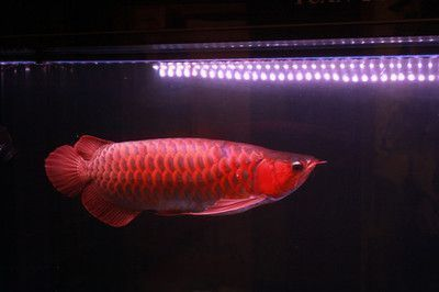 金龍魚黑背了怎么回事兒（金龍魚背部發黑可能由多種因素引起金龍魚黑背現象）