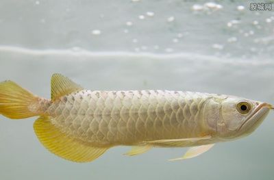 金龍魚一條多少錢？，金龍魚市場價格走勢