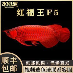 賽級紅龍魚，賽級紅龍魚的價格是多少