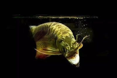 龍魚不吃食物好久嘴里吐綠色的東西是什么：龍魚不吃食物且嘴里吐出綠色的東西
