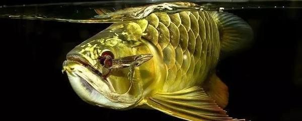 龍魚不吃食物好久嘴里吐綠色的東西是什么：龍魚不吃食物且嘴里吐出綠色的東西