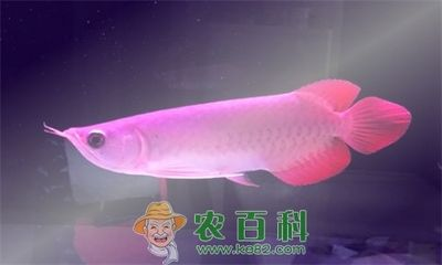 紅龍魚缸能放鹽嗎視頻：關(guān)于紅龍魚缸放鹽的問題