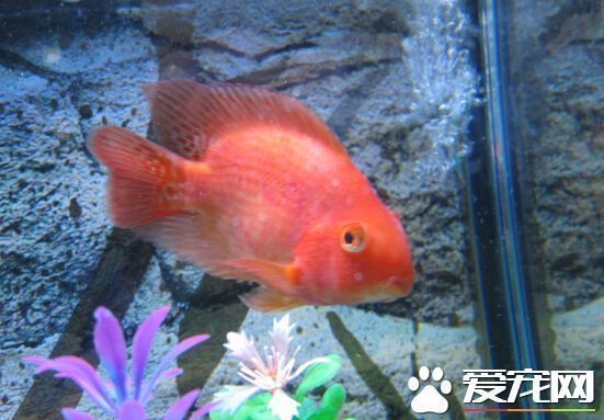 財神鸚鵡魚，如何鑒別真假財神鸚鵡魚 財神鸚鵡魚，如何鑒別真假財神鸚鵡魚 龍魚百科 第4張