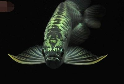 龍魚用什么過濾器材最好呢（養(yǎng)龍魚濾材放什么合適過濾器材放什么合適龍魚過濾器材）
