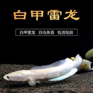 龍魚跳缸后怎么處理怎么搶救：龍魚跳缸后的處理和搶救方法