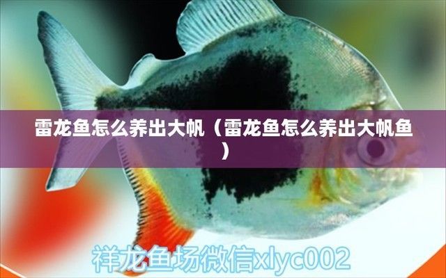 雷龍魚怎么喂大帆，如何判斷雷龍魚健康狀態