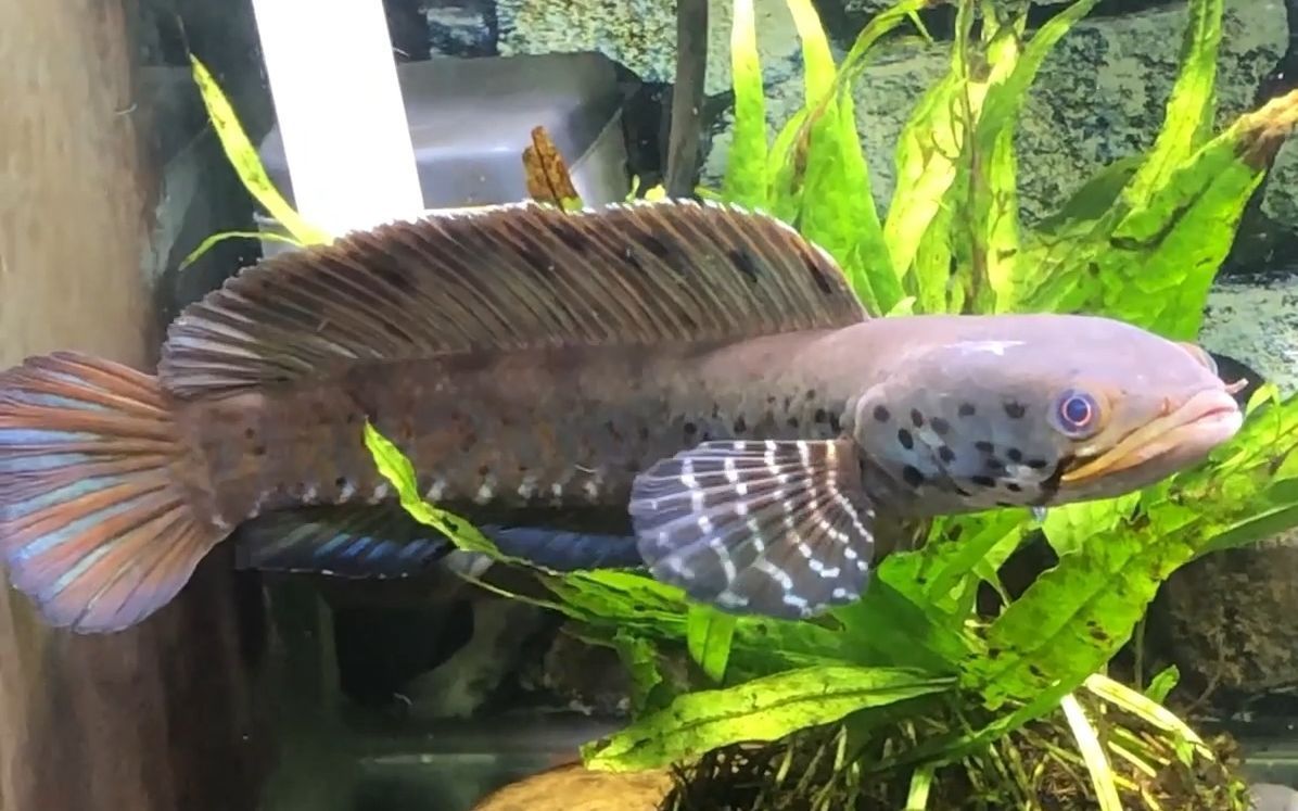 雷龍魚怎么喂大帆，如何判斷雷龍魚健康狀態