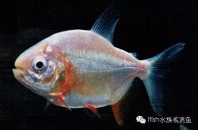 銀板魚人工繁殖技術要點（銀板魚人工繁殖技術要點包括以下幾個方面銀板魚的人工繁殖技術）