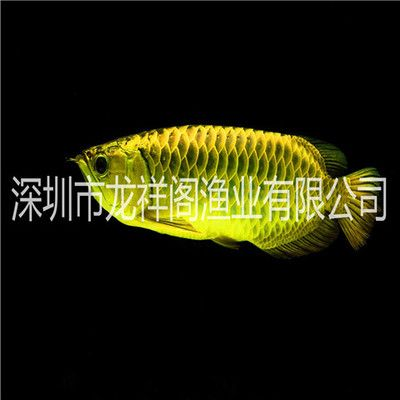 龍魚魚鱗發(fā)白：關(guān)于龍魚魚鱗發(fā)白的詳細(xì)解析