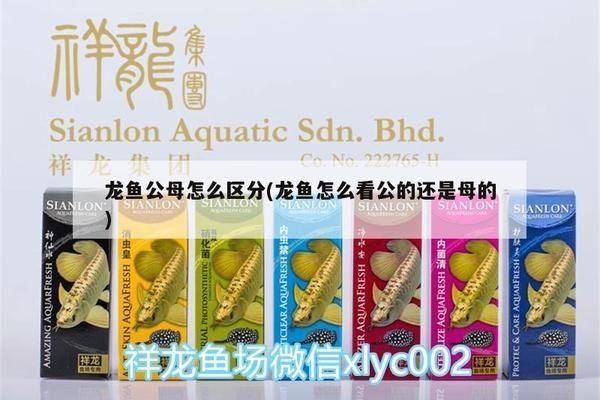 龍魚怎么區分亞成魚和成魚的區別，如何判斷龍魚的亞成魚和成魚