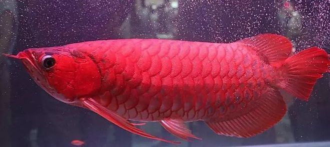 龍魚怎么區分亞成魚和成魚的區別，如何判斷龍魚的亞成魚和成魚
