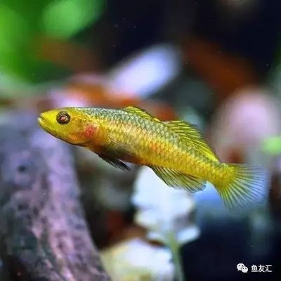 雷龍魚苗品種，雷龍魚苗品種包括紅尾雷龍、藍尾雷龍、黃尾雷龍和黃尾雷龍